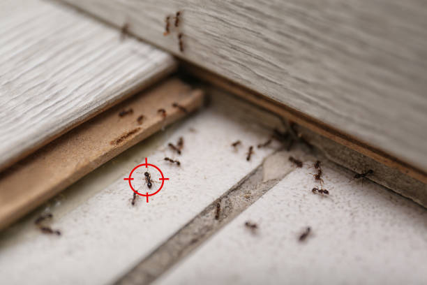 Best Flea Control Services  in Upper Pohatcong, NJ